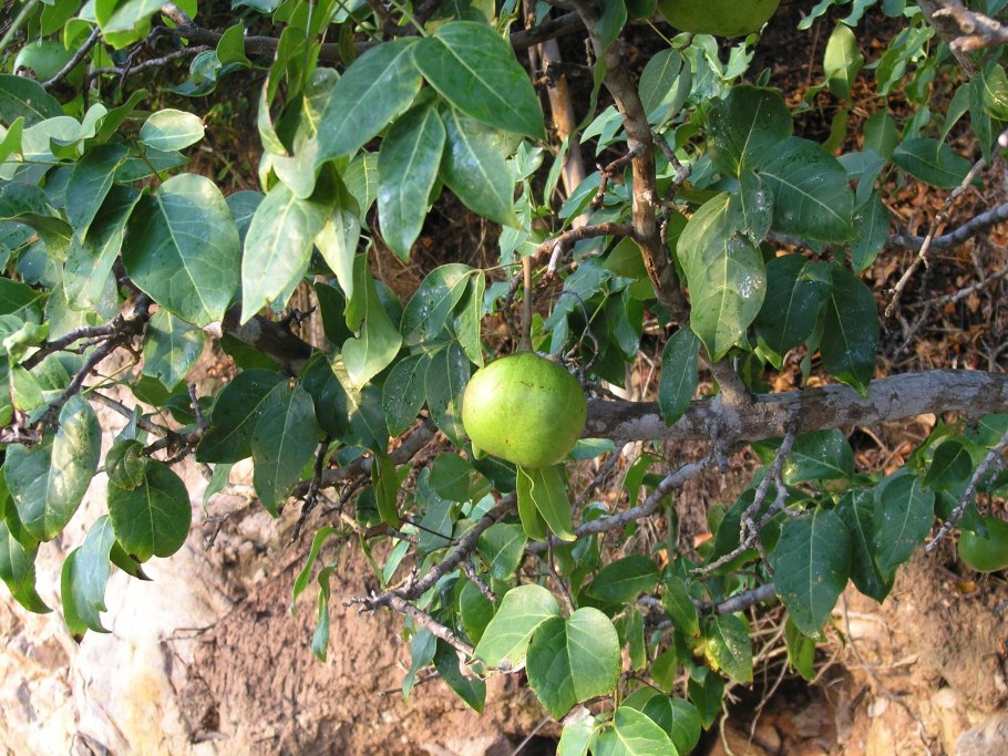 Bruguiera gymnorrhiza