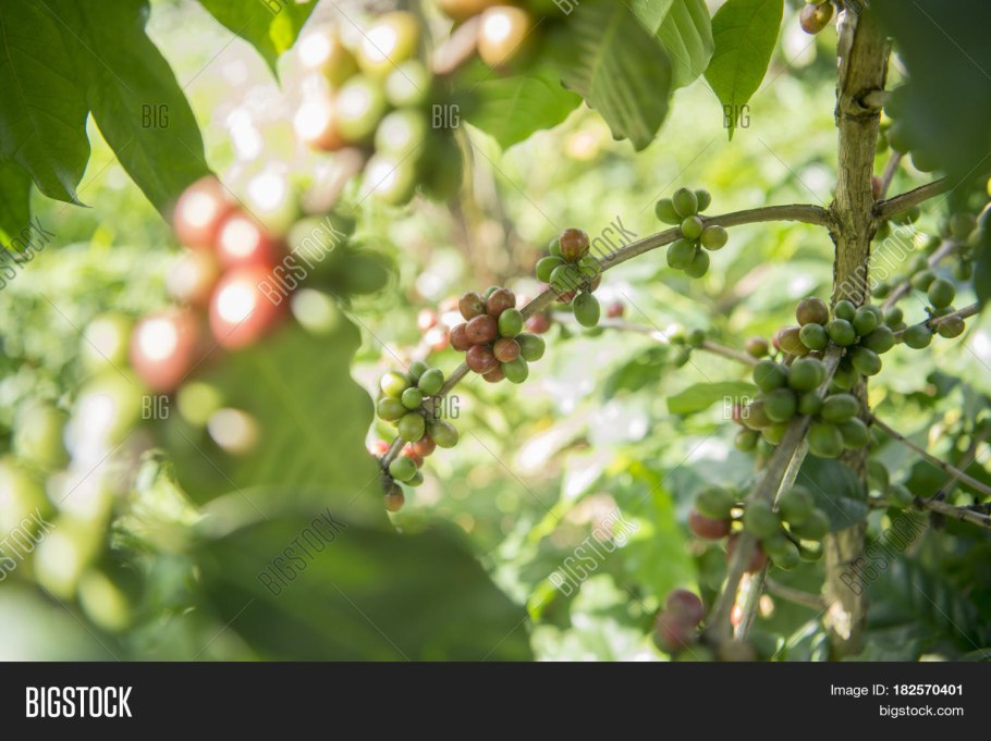 Bombax Ceiba дерево