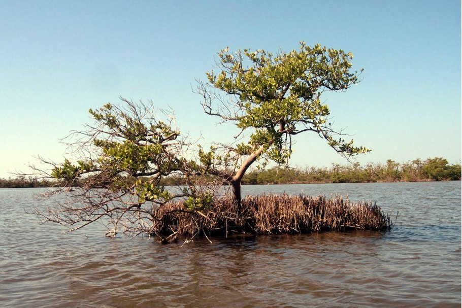 Бругиера мангры
