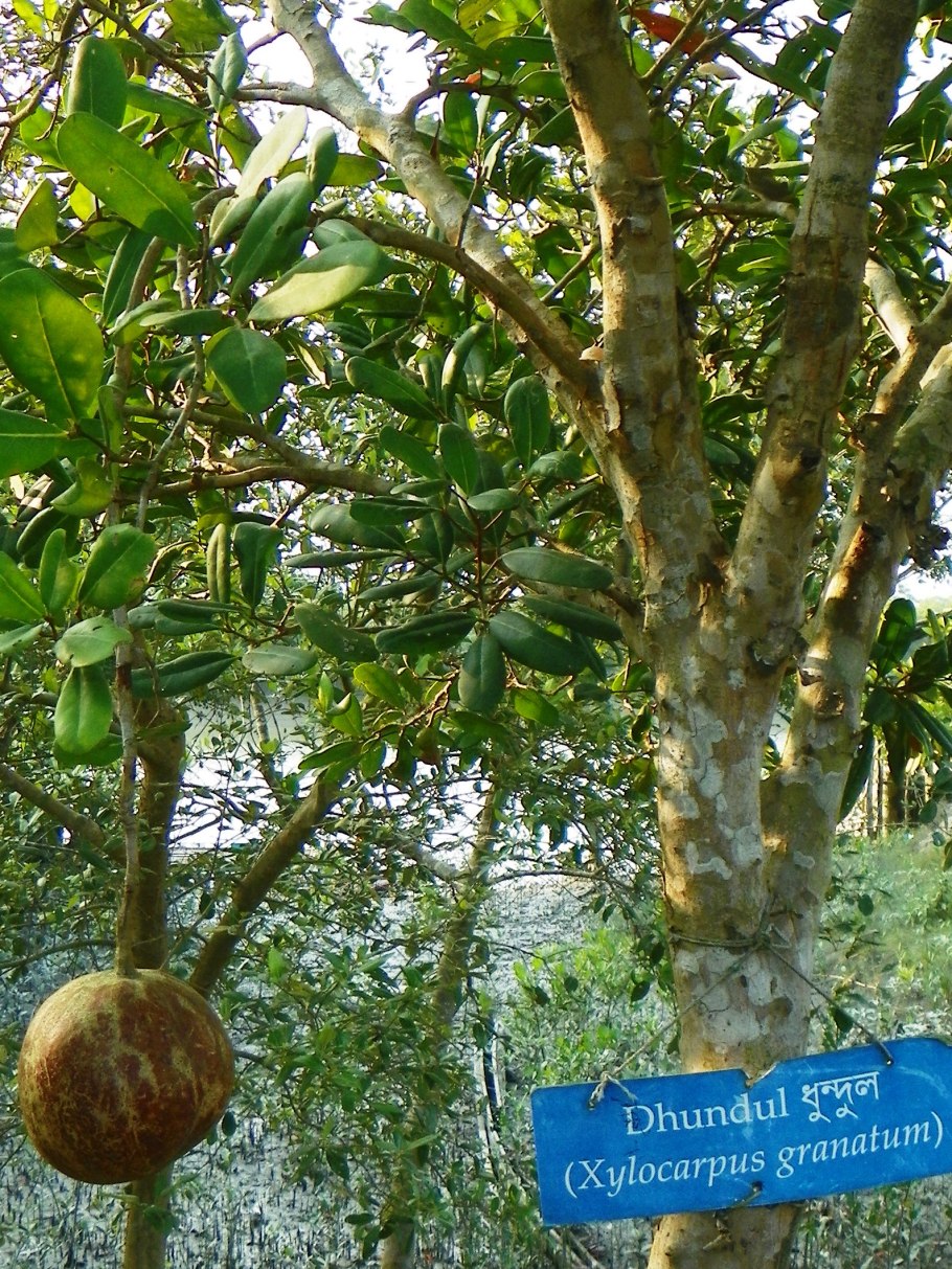 Мангровые плоды