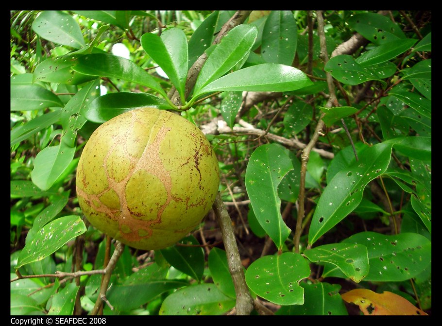 Xylocarpus moluccensis