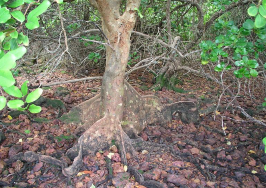 Дорога Пхукет-Краби