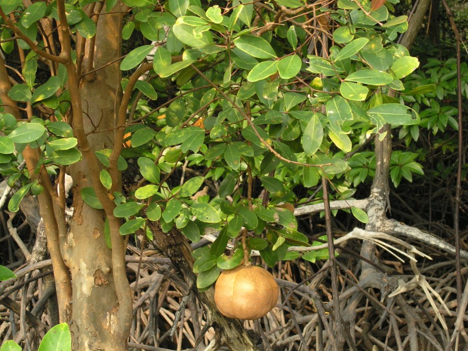 Xylocarpus granatum