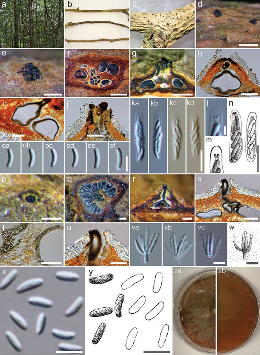 Functions of Mangroves