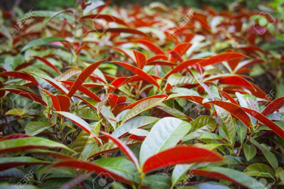 Бонни Роттен школьница