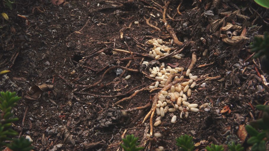 Муравьиные яйца