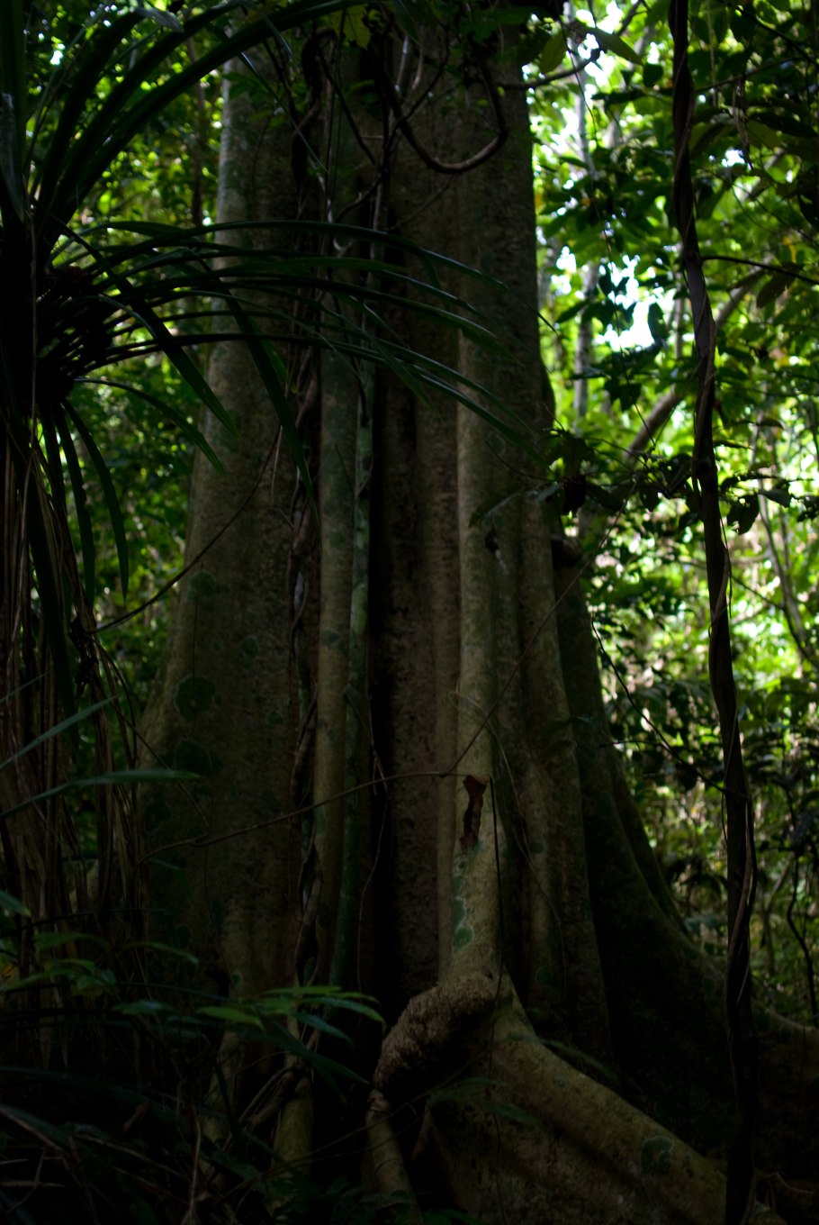 Мангровое дерево текстура