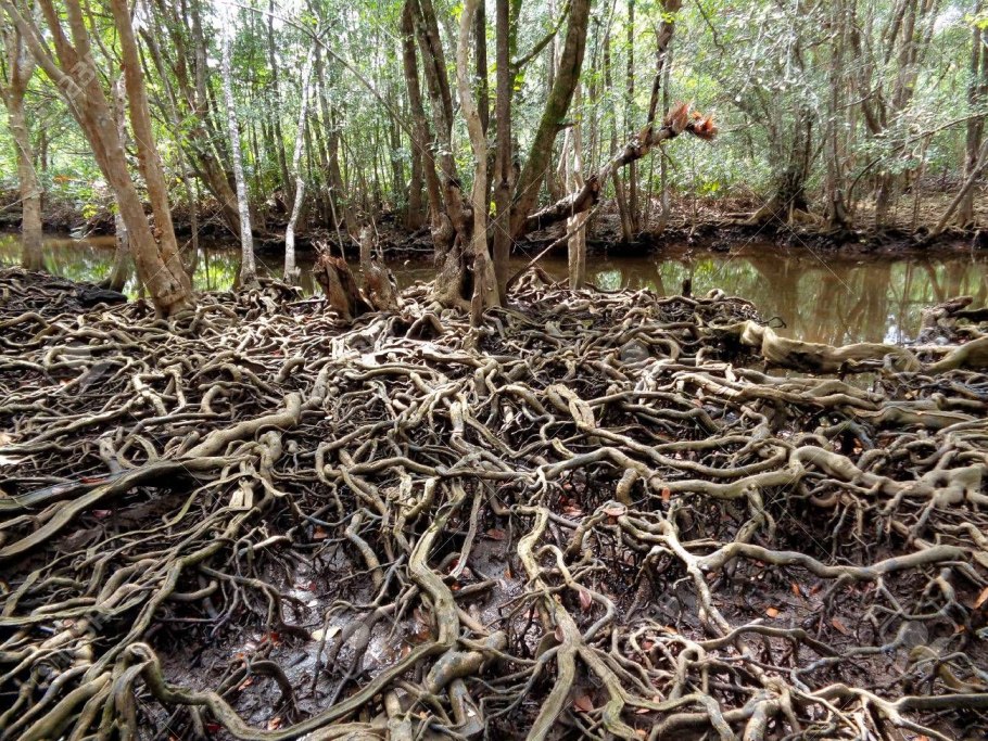 Семена лотоса трипофобия