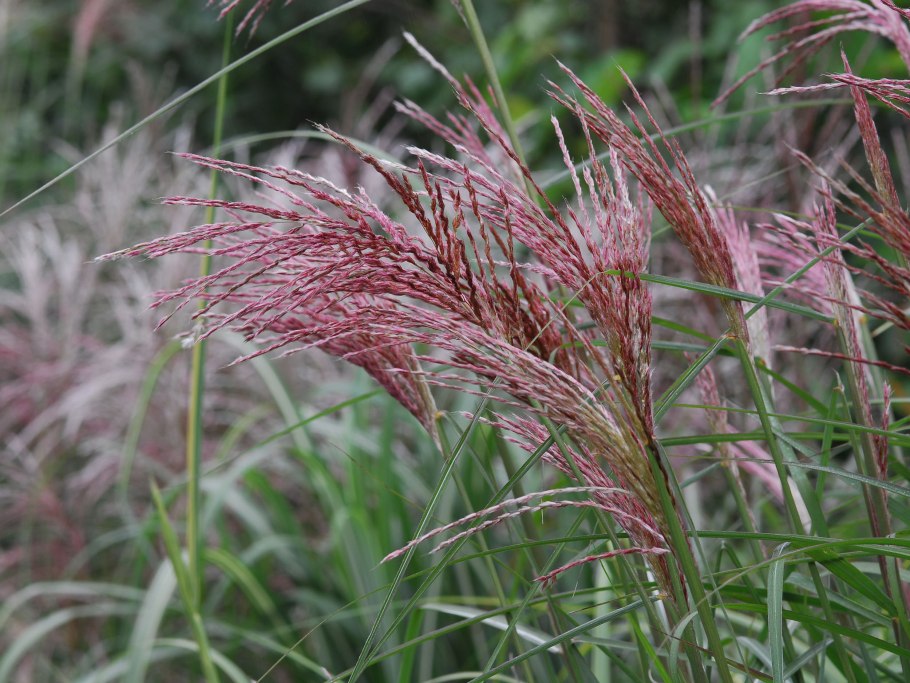 Мискантус китайский malepartus