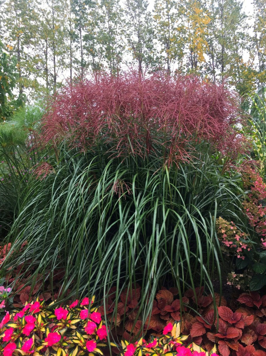 Мискантус малепартус