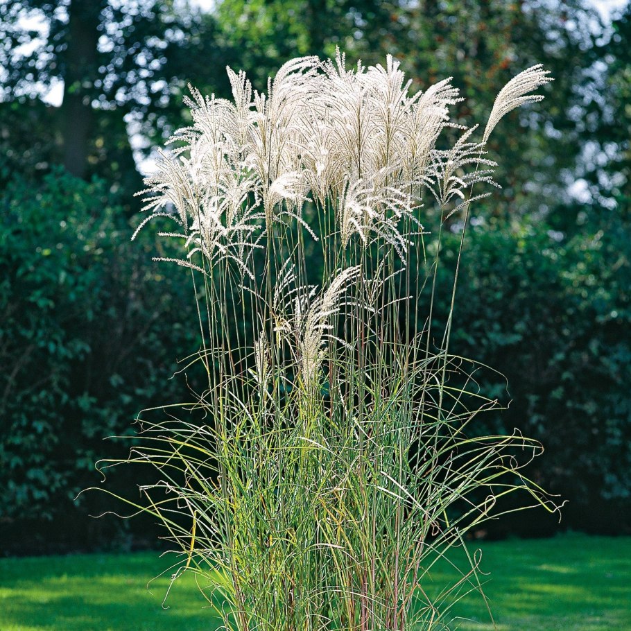 Мискантус китайский сахароцветковый