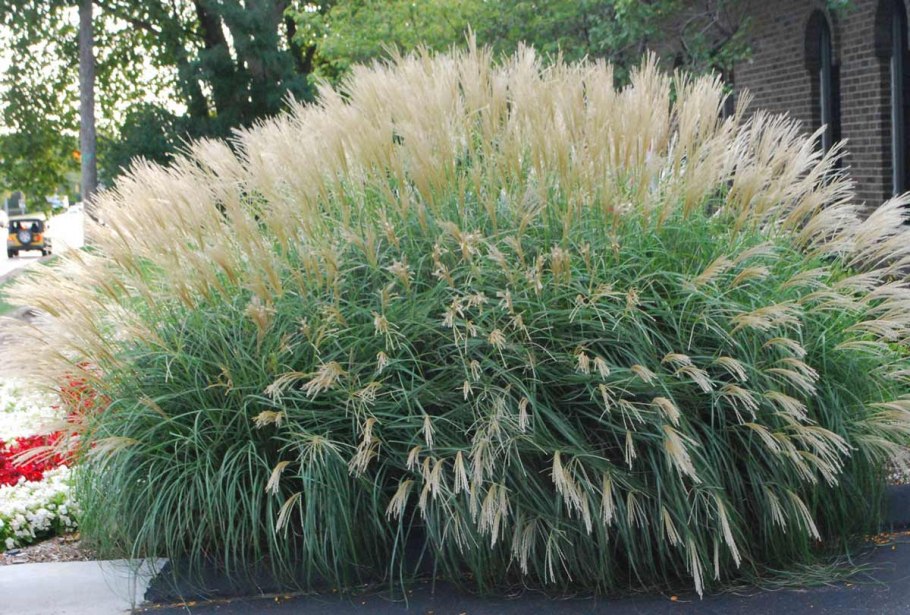 Мискантус китайский сахароцветковый