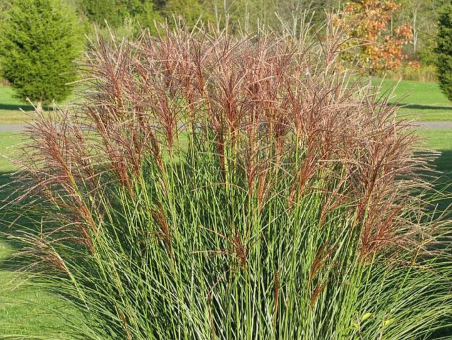 Miscanthus sinensis gracillimus