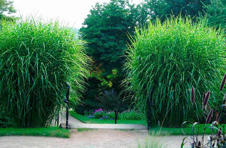 Мискантус китайский зебринус