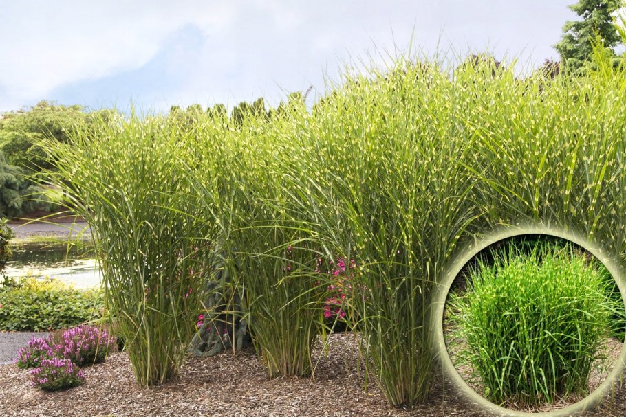 Miscanthus sinensis strictus