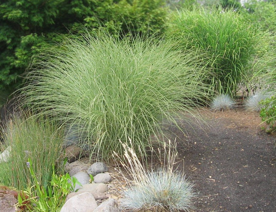 Мискантус грациелла