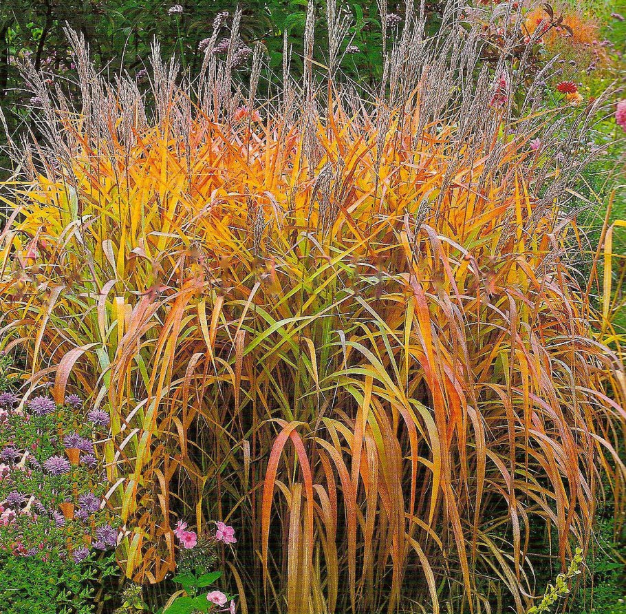 Мискантус китайский malepartus