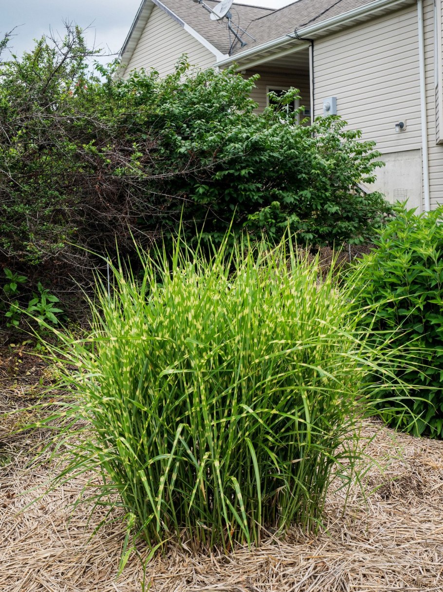 Мискантус китайский зебринус