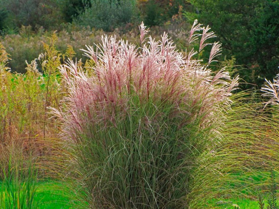 Мискантус китайский монинг лайт