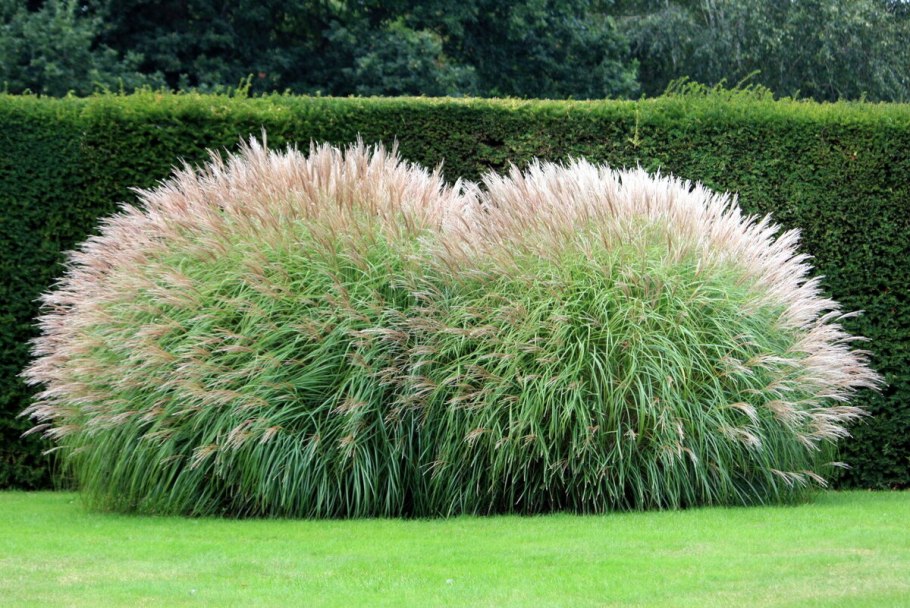 Китайский мискантус