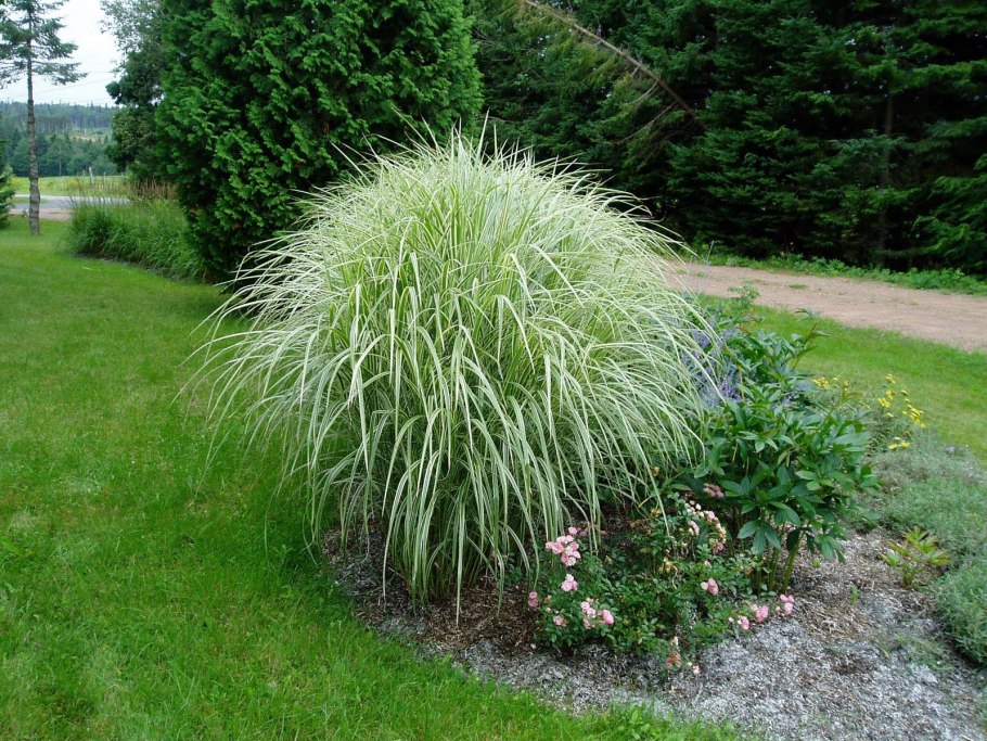 Miscanthus sinensis variegatus