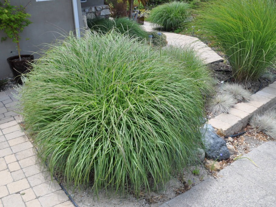 Мискантус китайский грацилимус