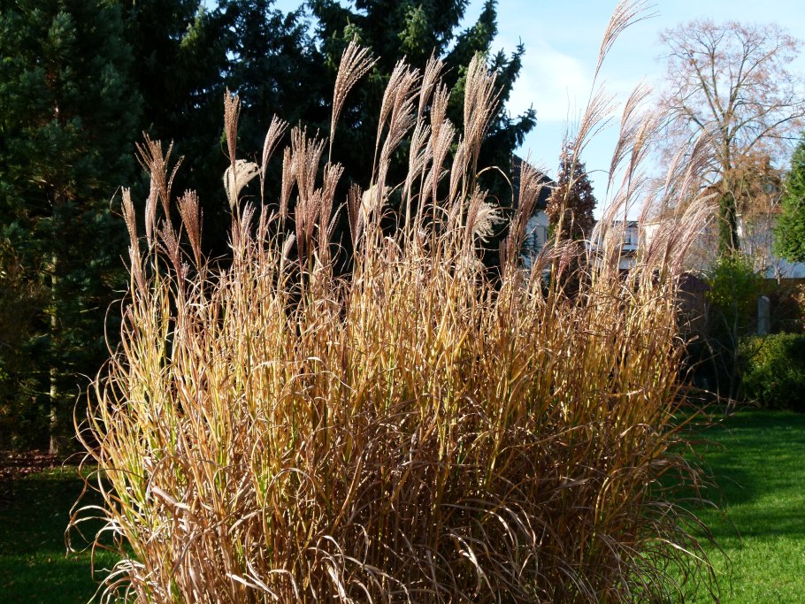 Мискантус сахароцветный