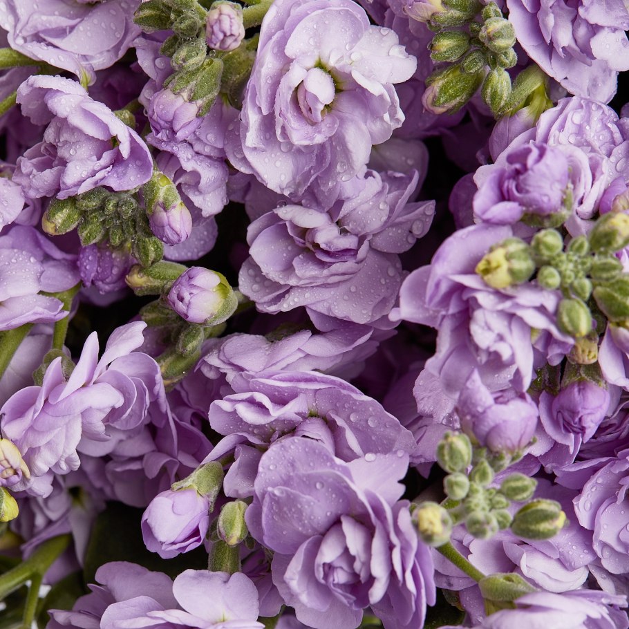 Левкой (Matthiola)