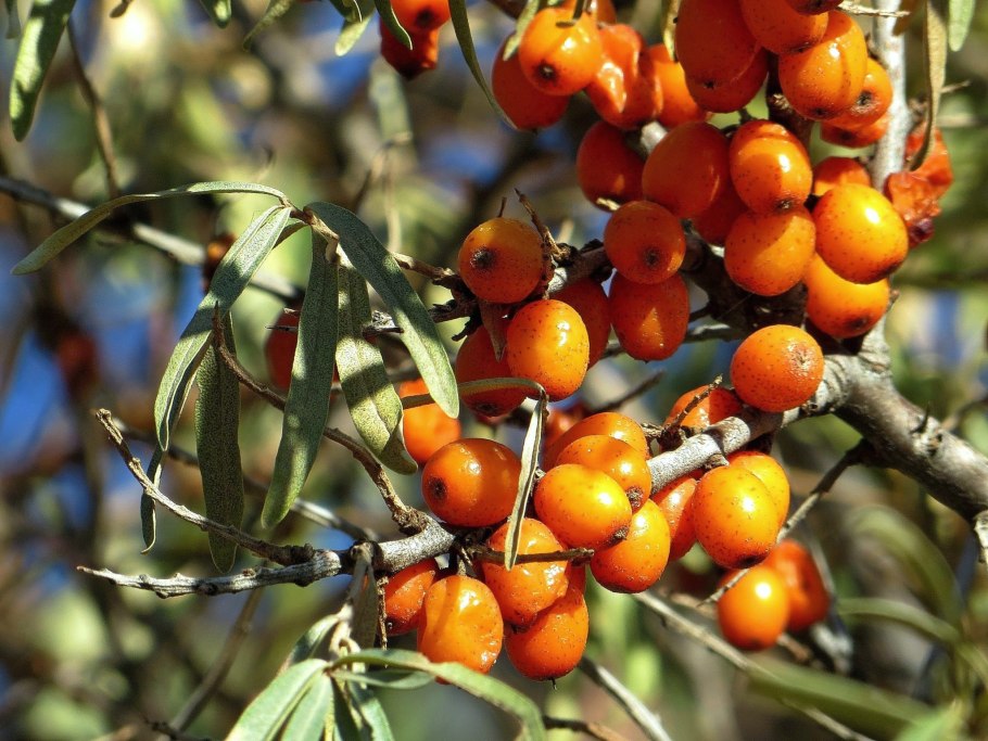 Облепиха крушиновидная цветет