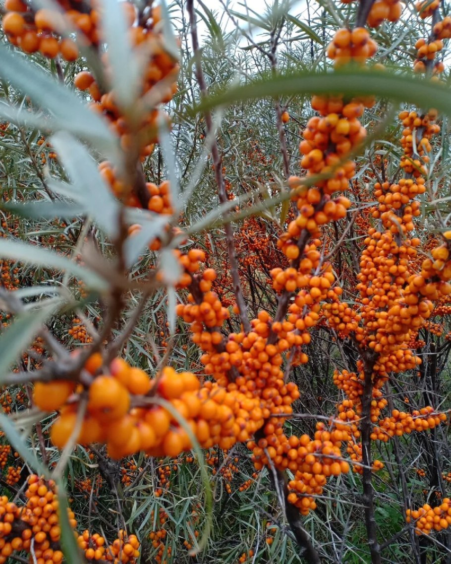 Кавказская облепиха