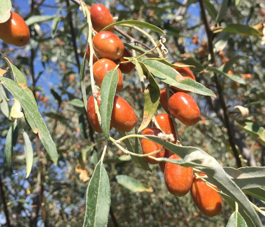 Облепиха крушиновидная Алтайская
