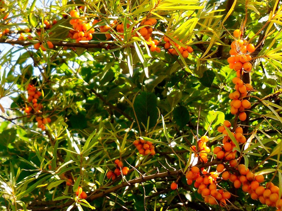 Облепиха крушиновидная цветет