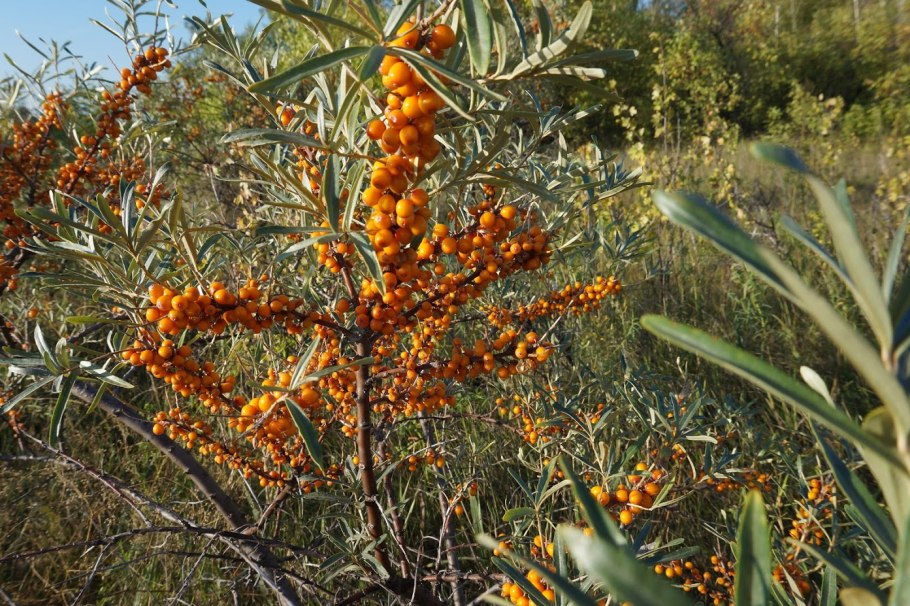 Сорт облепихи Августина