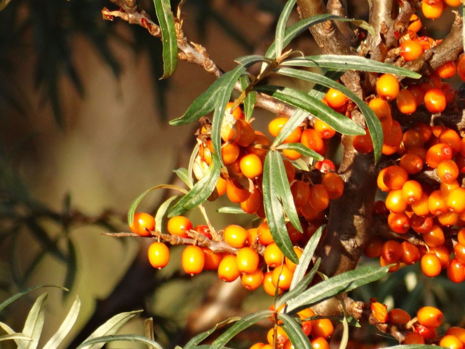 Облепиха крушиновидная листья