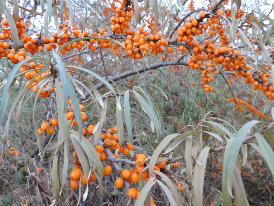 Hippophaë salicifolia