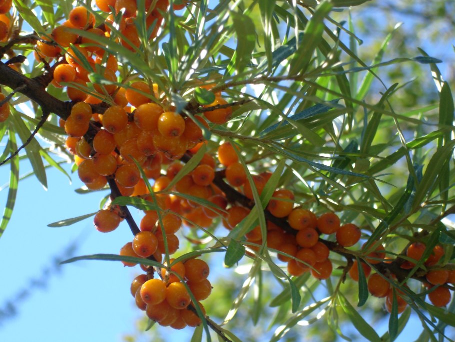 Дерево облепиха