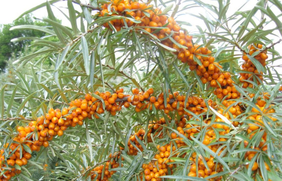 Облепиха сорт ботаническая