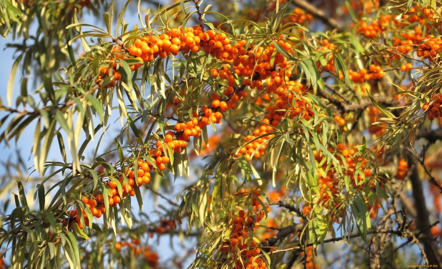 Облепиха Hippophae Янтарная