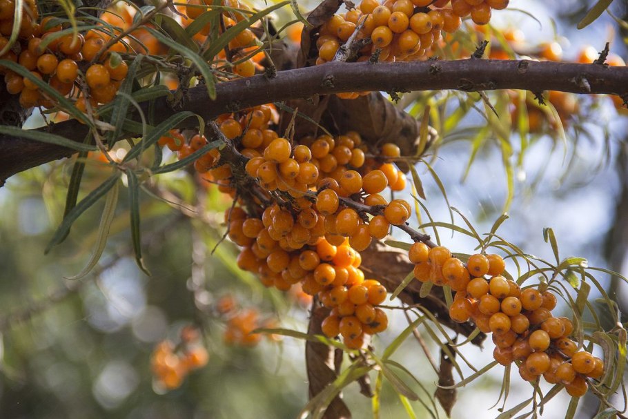 Облепиха крушиновидная херго