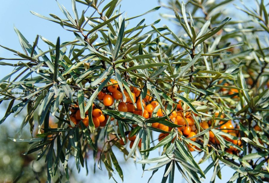 Облепиха иволистная листья