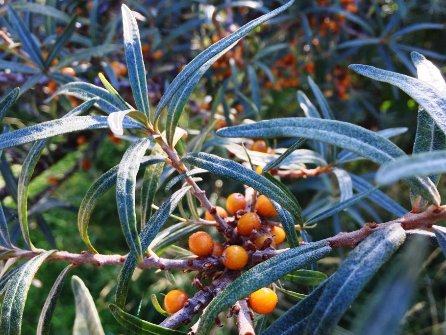 Hippophae rhamnoides