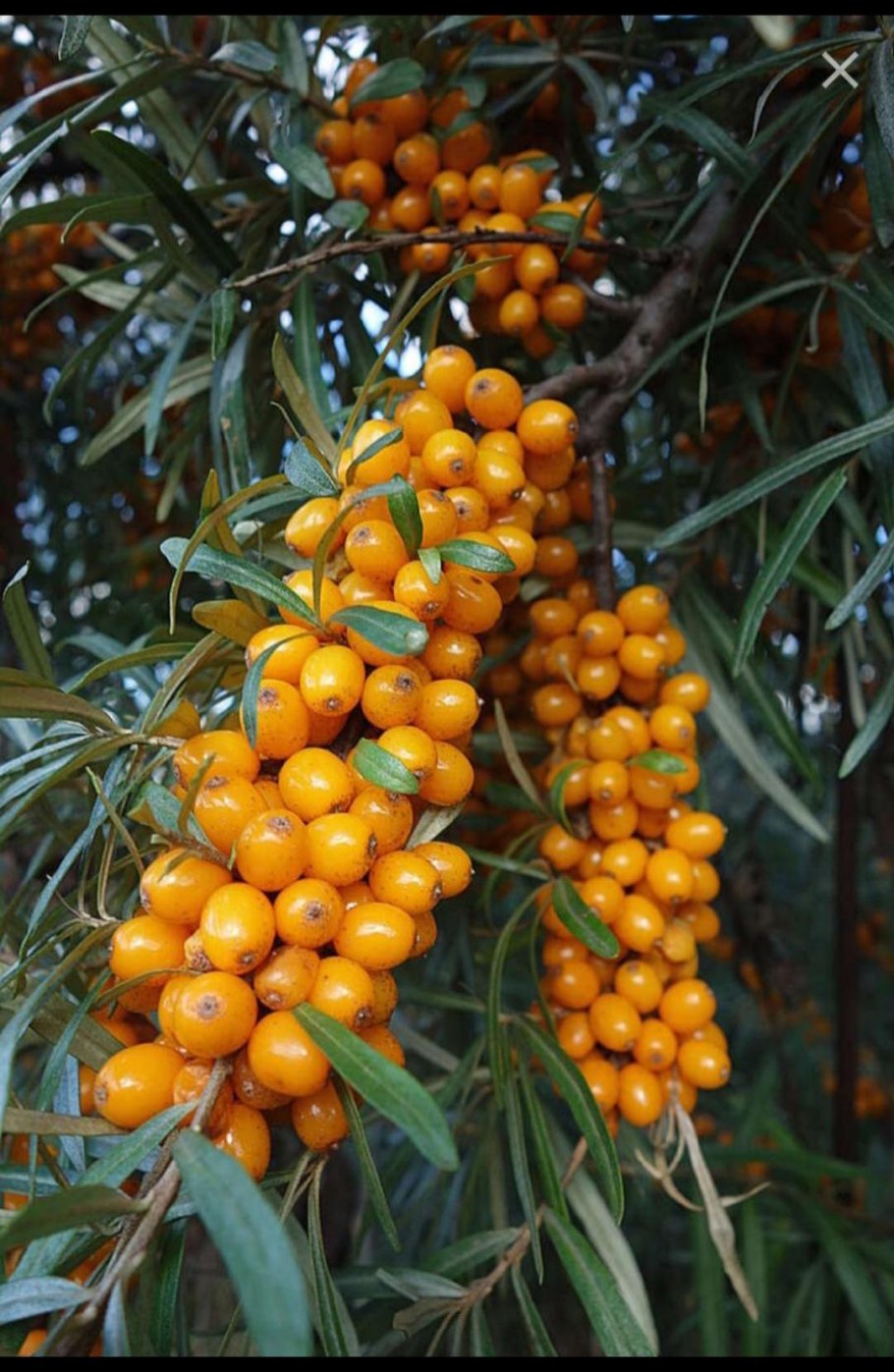 Норберт долецих облепиха