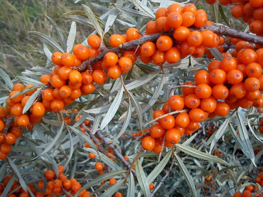 Облепиха hippophae