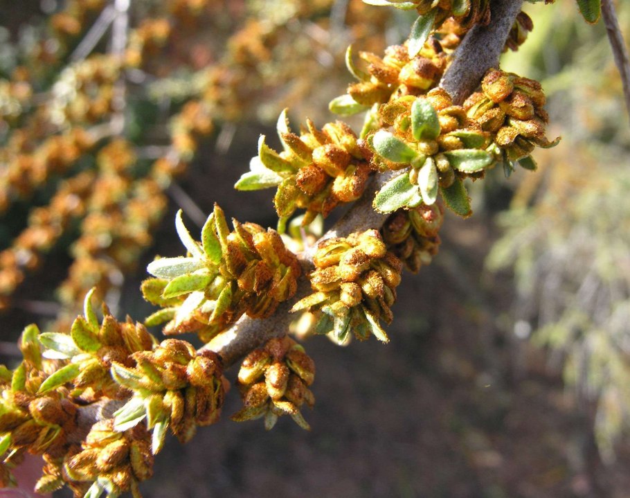 Облепиха крушиновидная цветение