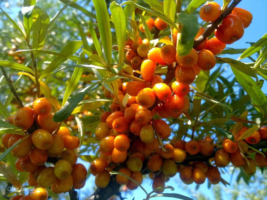 Облепиха крушиновидная Лейкора