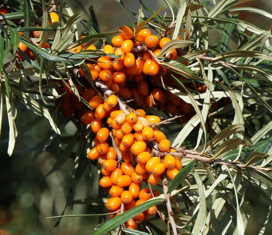 Облепиха алтайская
