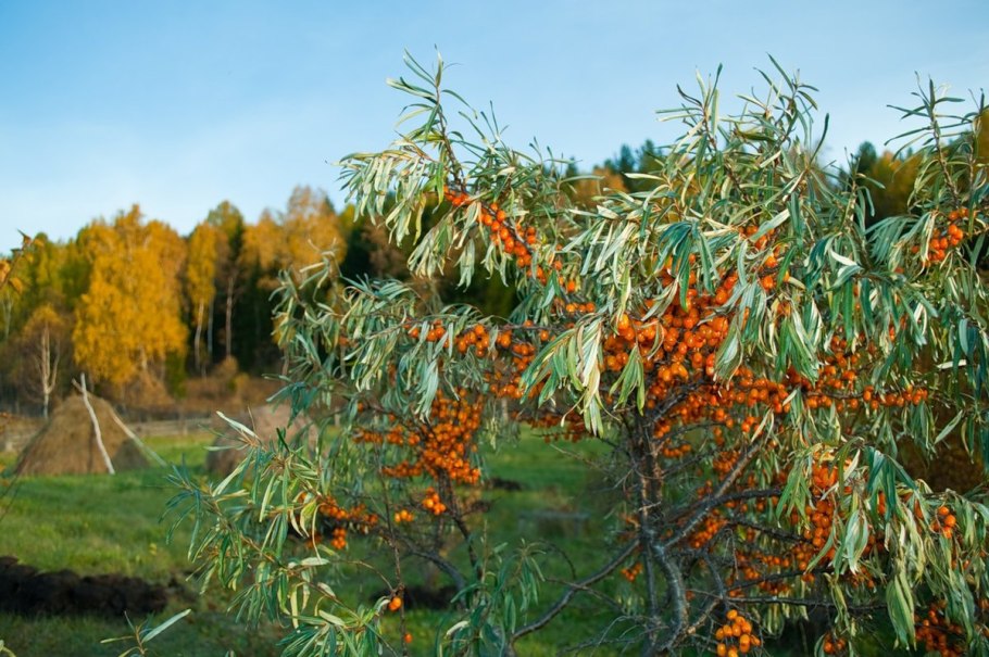Облепиха крушиновидная (Hippophae rhamnoides)
