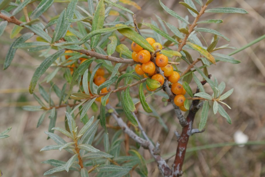 Облепиха крушиновидная (hippophae rhamnoides)
