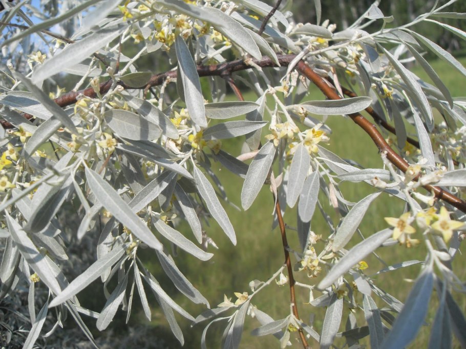 Облепиха "Краснокарминовая"