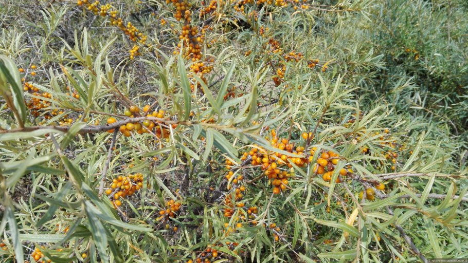 Облепиха крушиновидная алтайская